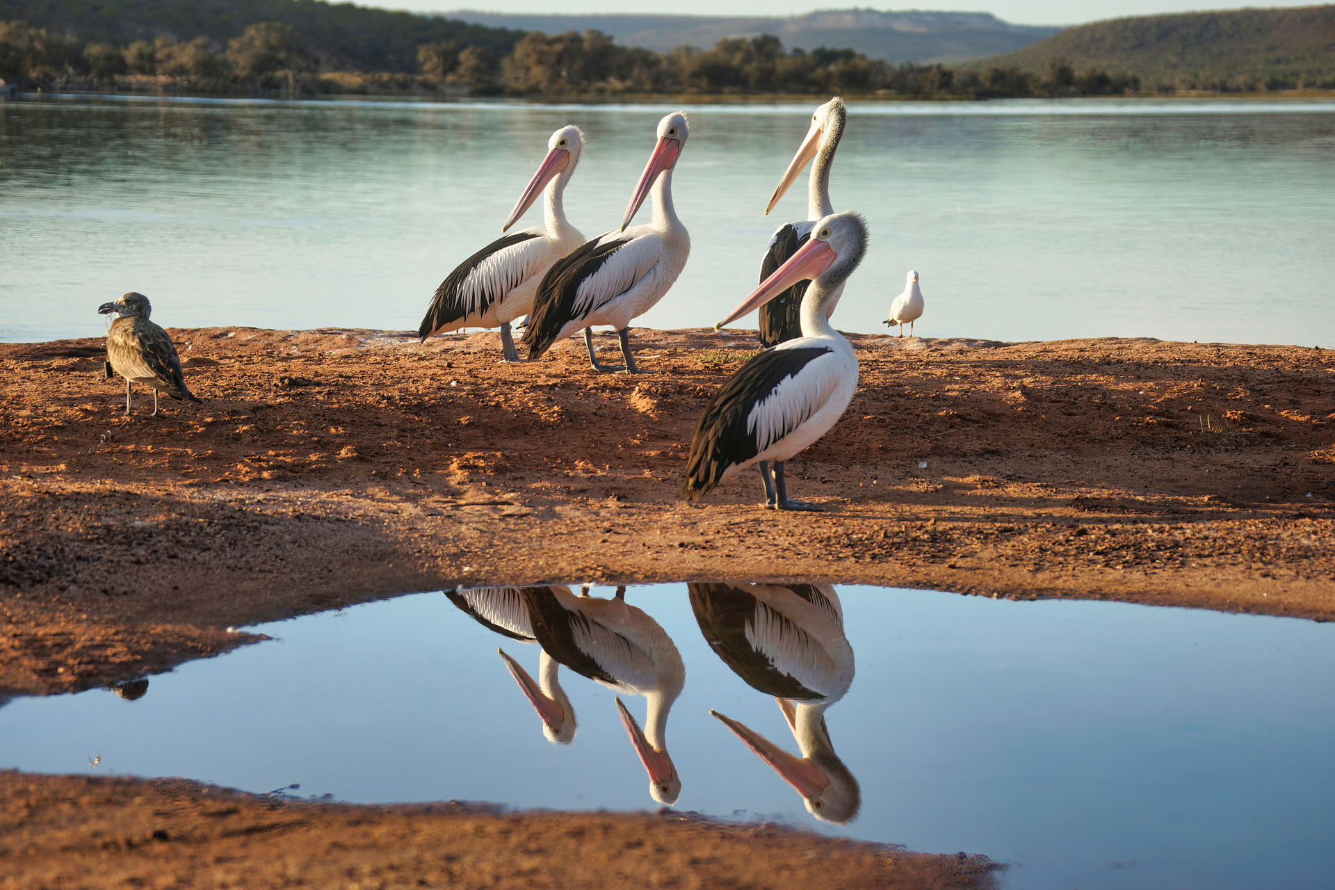 Kalberri - Brillenpelikan